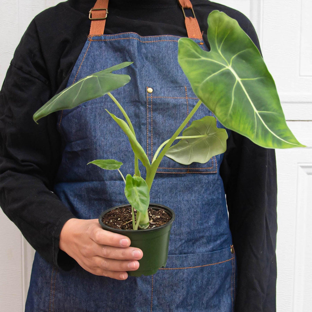 Alocasia Micholitziana 'Frydek' - Casey & Company