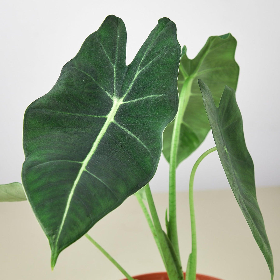 Alocasia Micholitziana 'Frydek' - Casey & Company