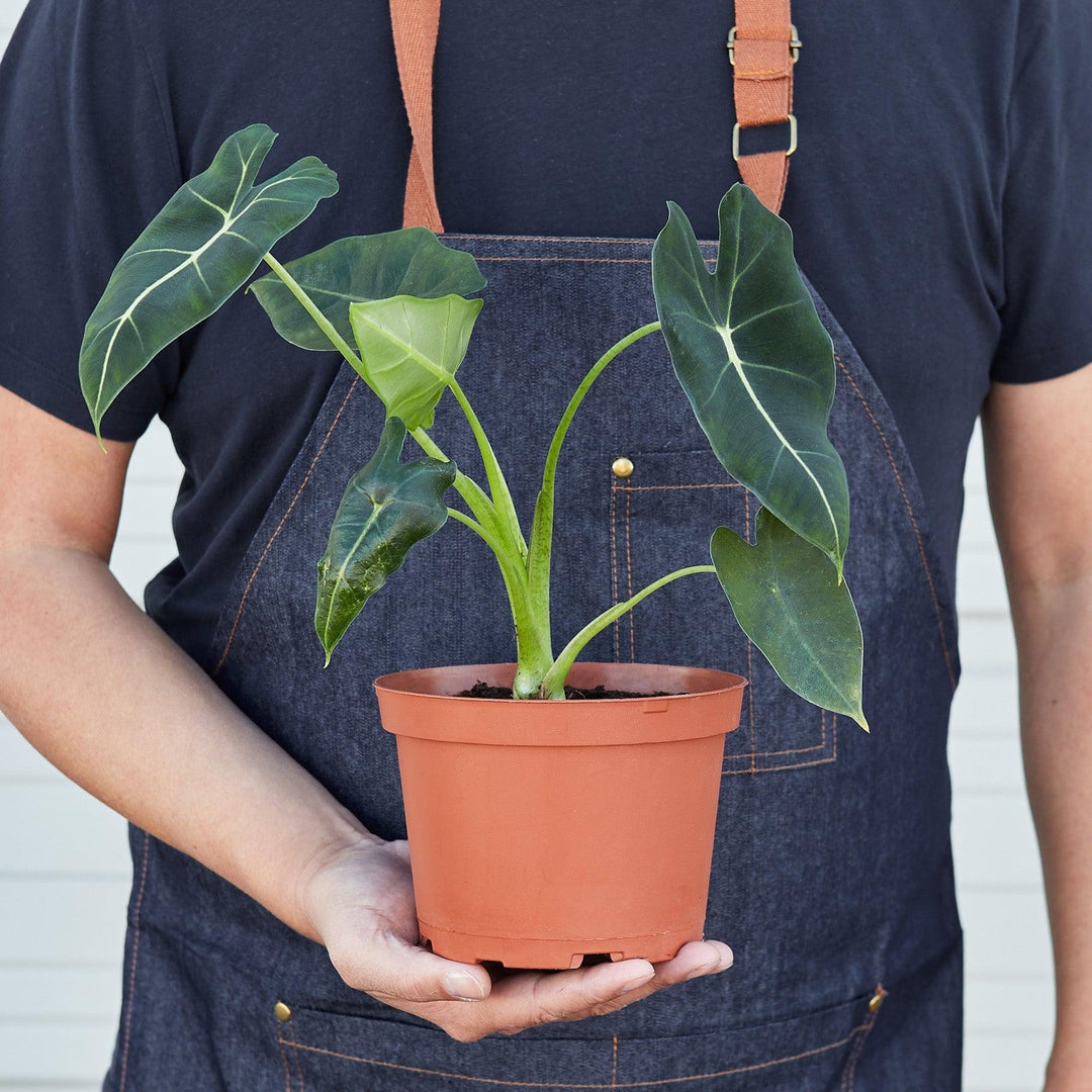 Alocasia Micholitziana 'Frydek' - Casey & Company