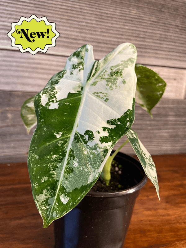 Alocasia Micholitziana 'Frydek' Variegated - Casey & Company