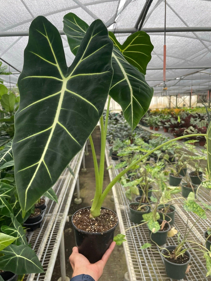 Alocasia Micholitziana 'Frydek' Variegated - Casey & Company