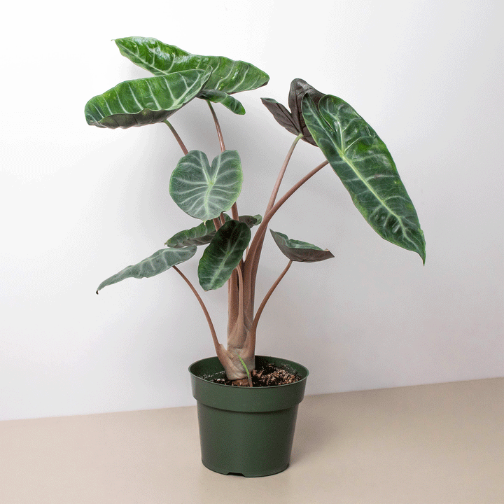 Alocasia Pink Dragon - Casey & Company