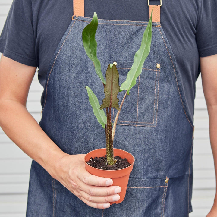 Alocasia 'Purple Sword' - Casey & Company