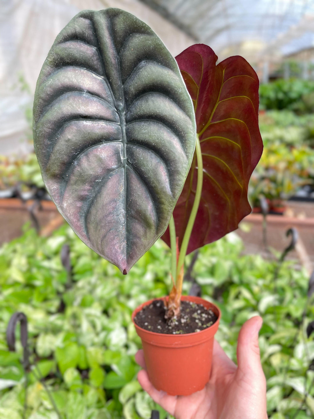 Alocasia 'Red Secret' - Casey & Company