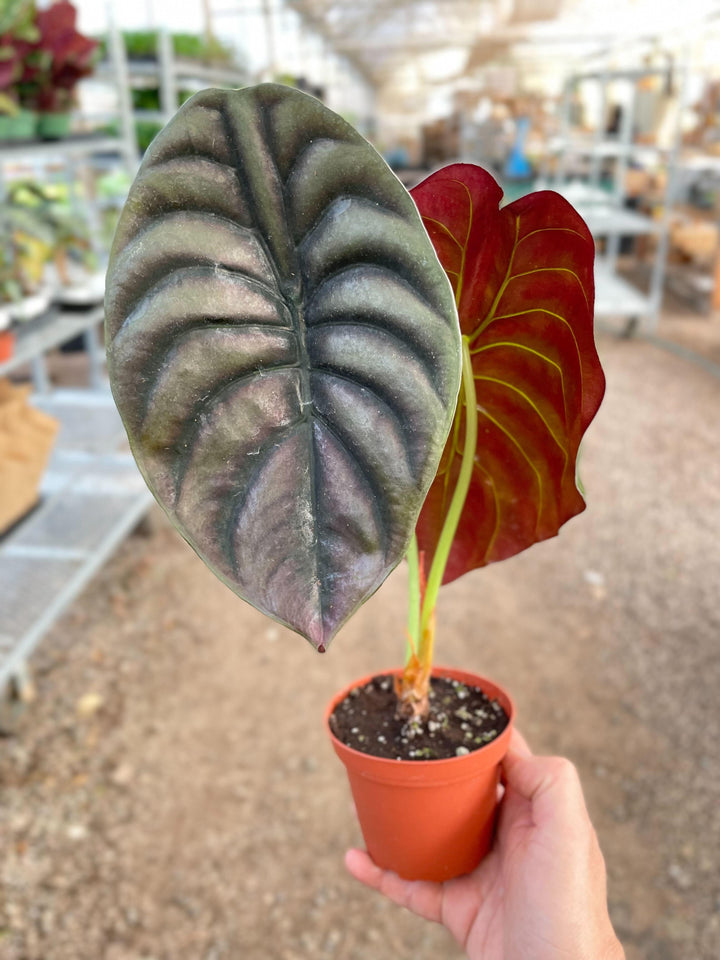 Alocasia 'Red Secret' - Casey & Company