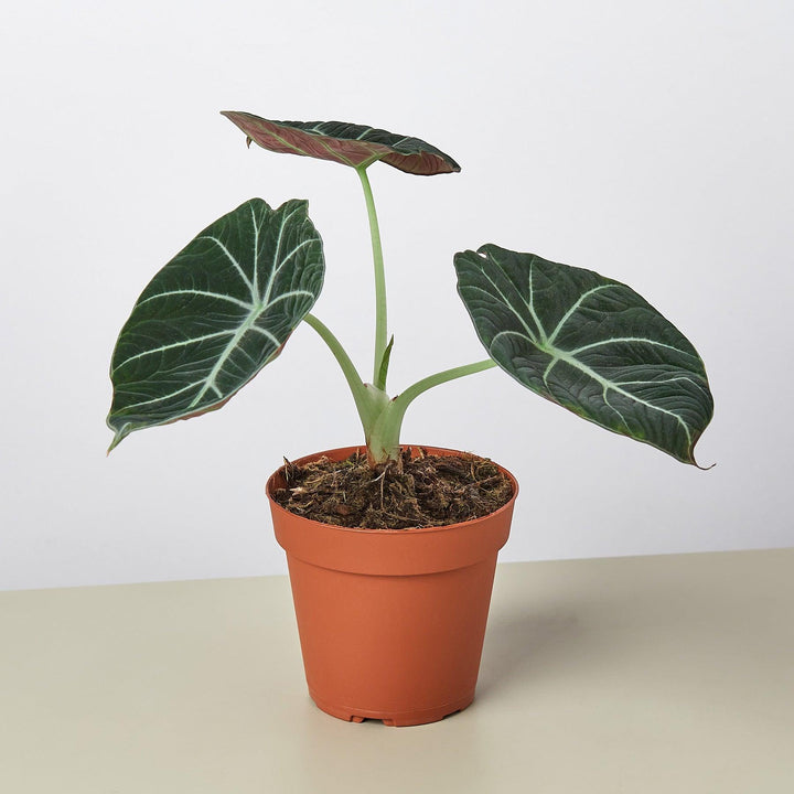 Alocasia Reginula 'Black Velvet' - Casey & Company