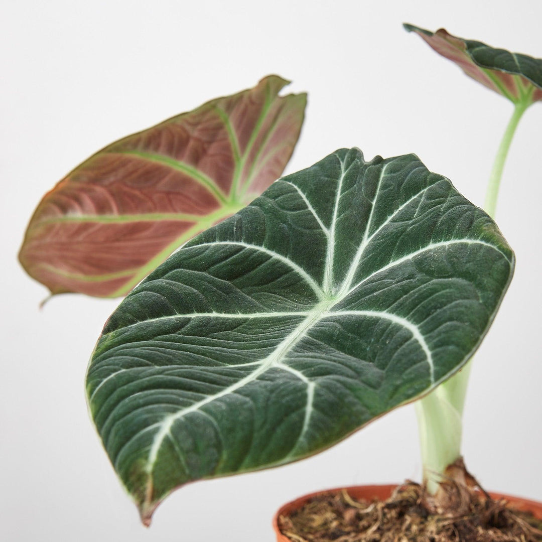 Alocasia Reginula 'Black Velvet' - Casey & Company