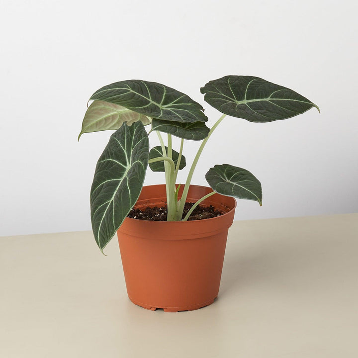 Alocasia Reginula 'Black Velvet' - Casey & Company