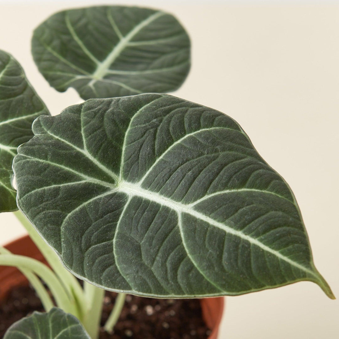 Alocasia Reginula 'Black Velvet' - Casey & Company