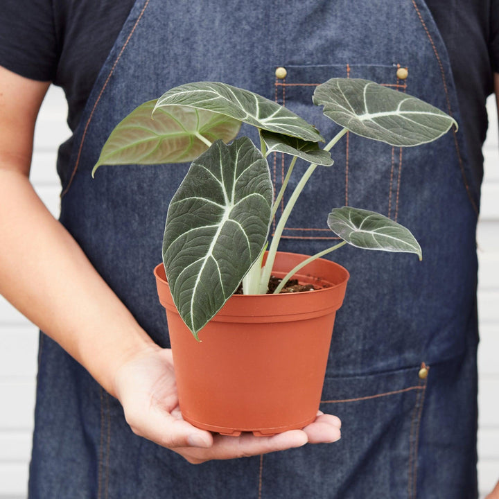 Alocasia Reginula 'Black Velvet' - Casey & Company