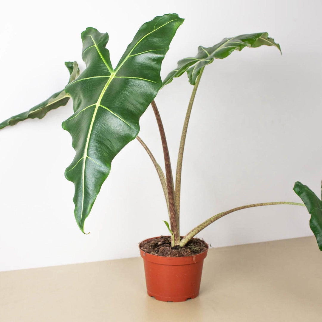 Alocasia 'Sarian' - Casey & Company