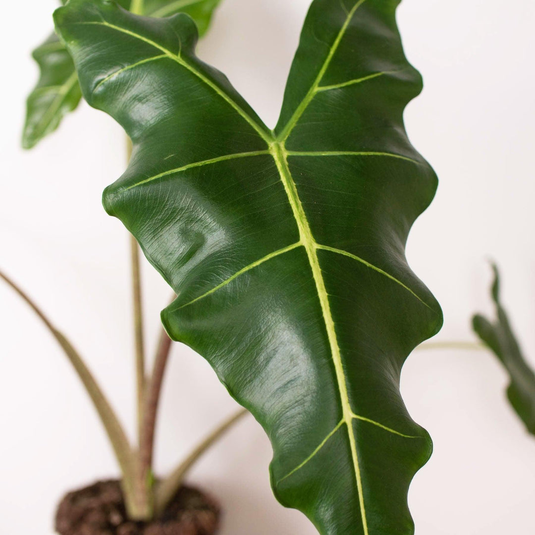 Alocasia 'Sarian' - Casey & Company