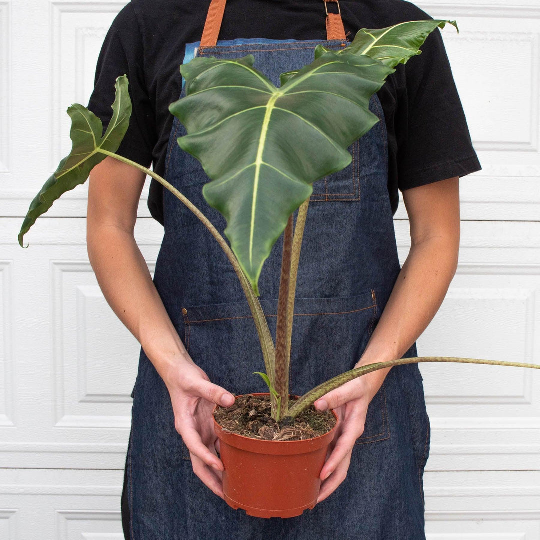 Alocasia 'Sarian' - Casey & Company