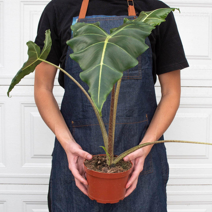 Alocasia 'Sarian' - Casey & Company