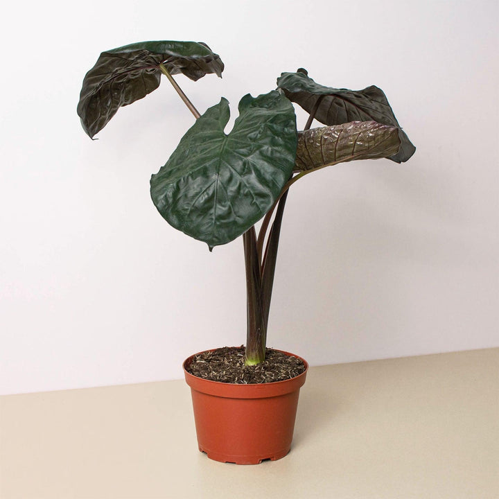 Alocasia 'Serendipity' - Casey & Company