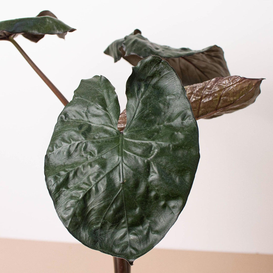 Alocasia 'Serendipity' - Casey & Company