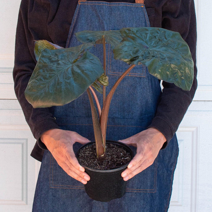 Alocasia 'Serendipity' - Casey & Company