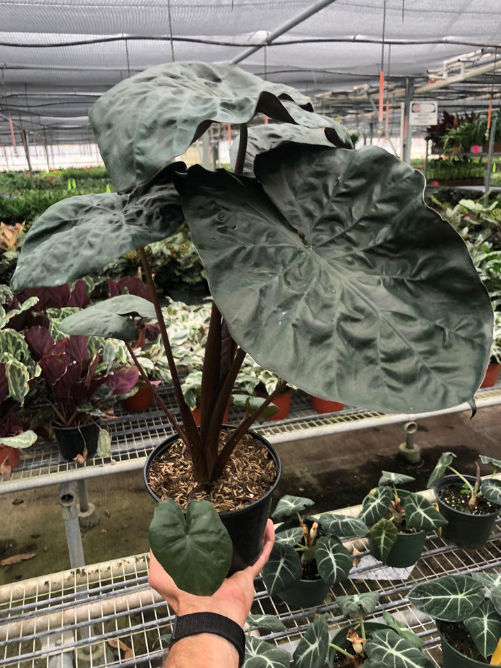 Alocasia 'Serendipity' - Casey & Company