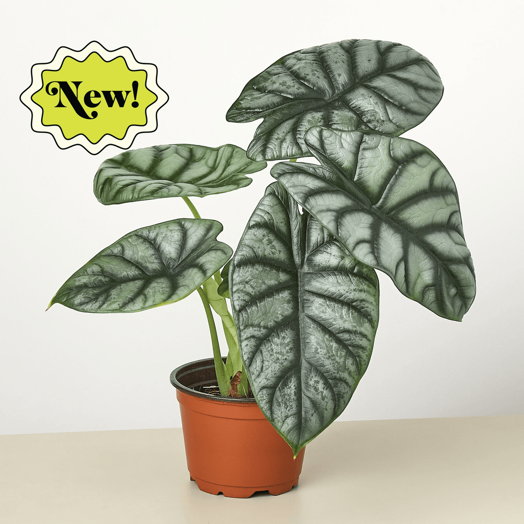 Alocasia 'Silver Dragon' - Casey & Company