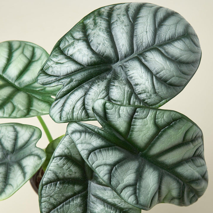 Alocasia 'Silver Dragon' - Casey & Company