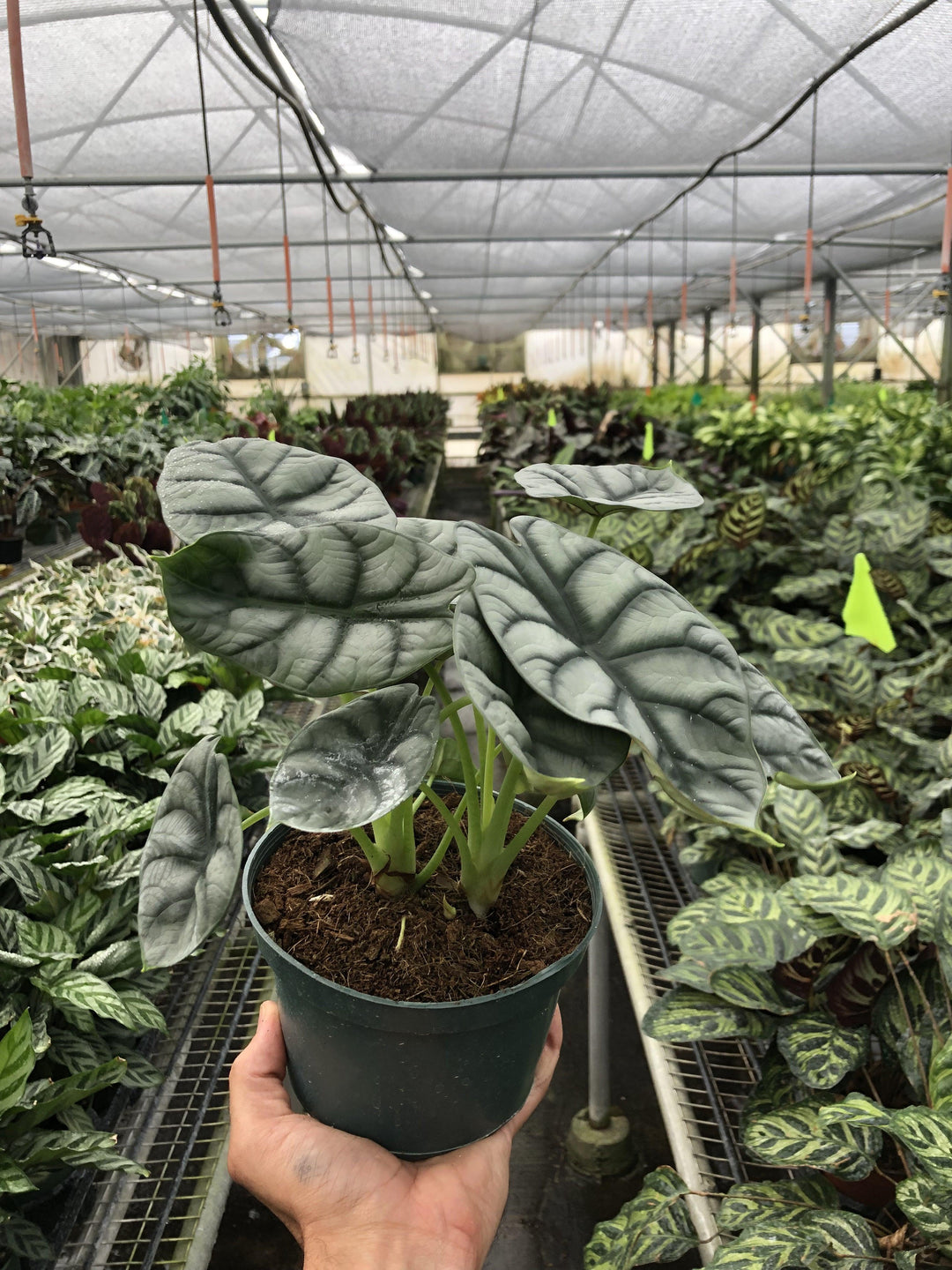 Alocasia 'Silver Dragon' - Casey & Company