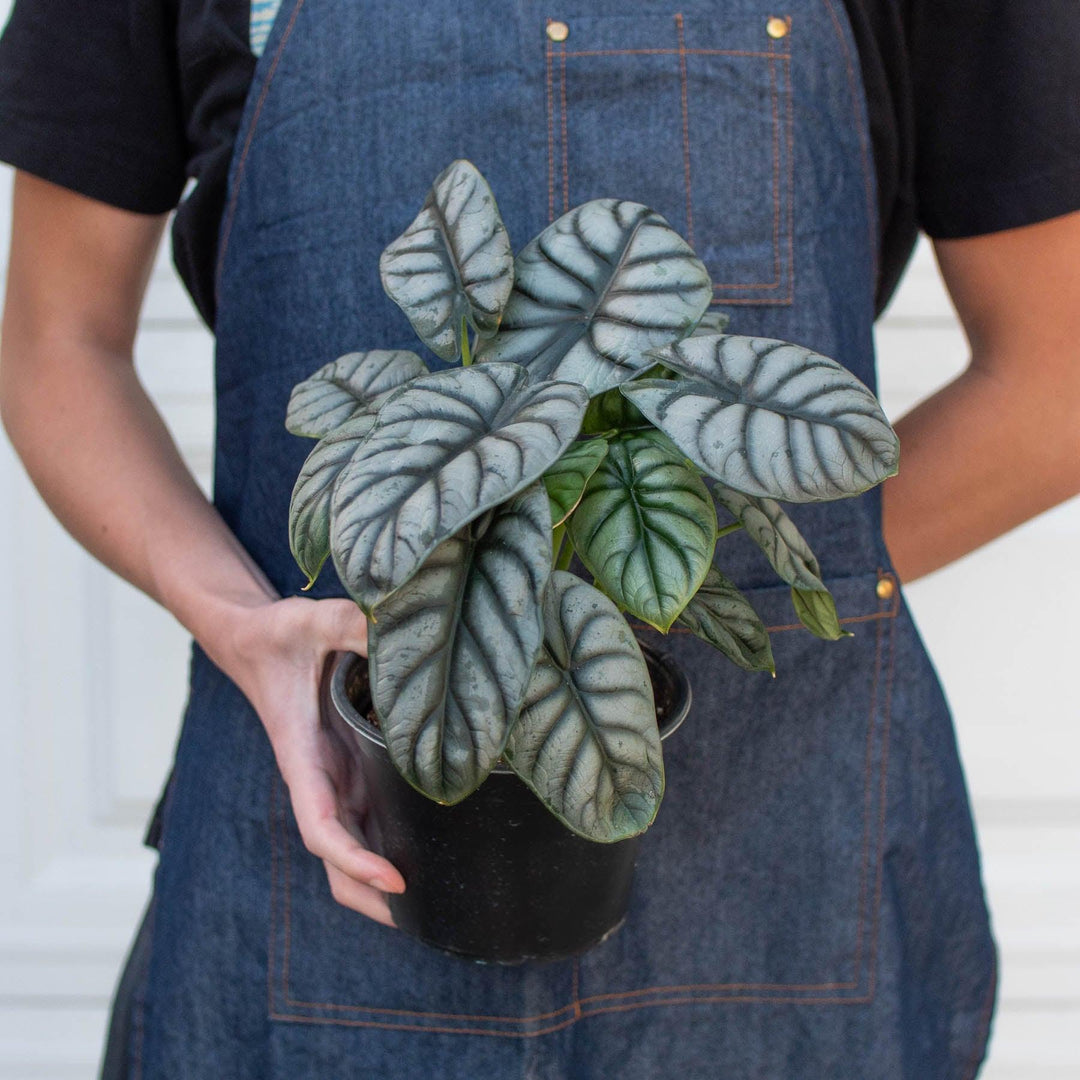 Alocasia 'Silver Dragon' - Casey & Company