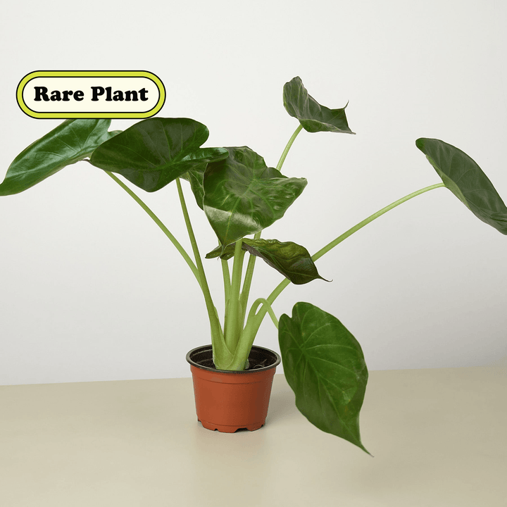 Alocasia 'Wentii' - 4" Pot - Casey & Company