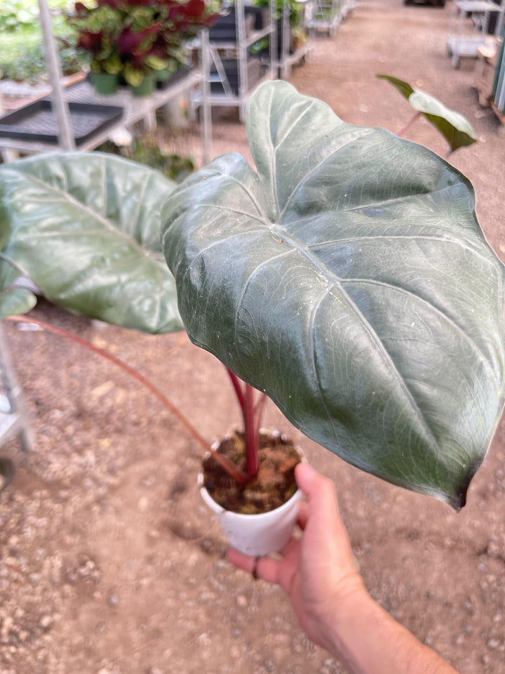 Alocasia Yucatan Princess - 4" Pot - Casey & Company