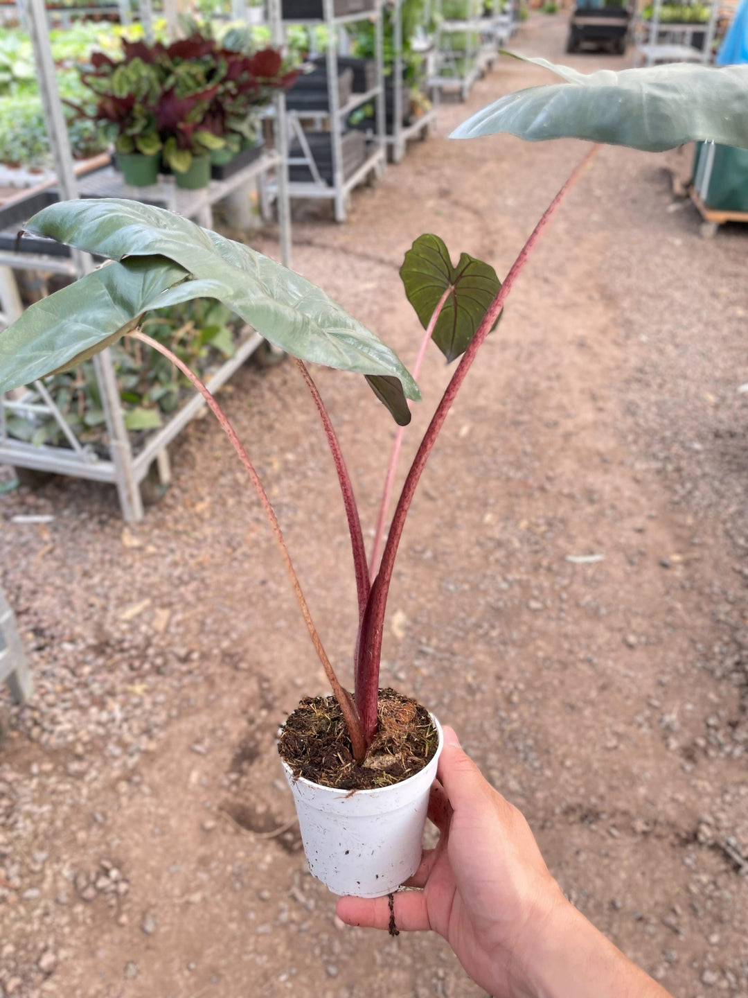 Alocasia Yucatan Princess - 4" Pot - Casey & Company