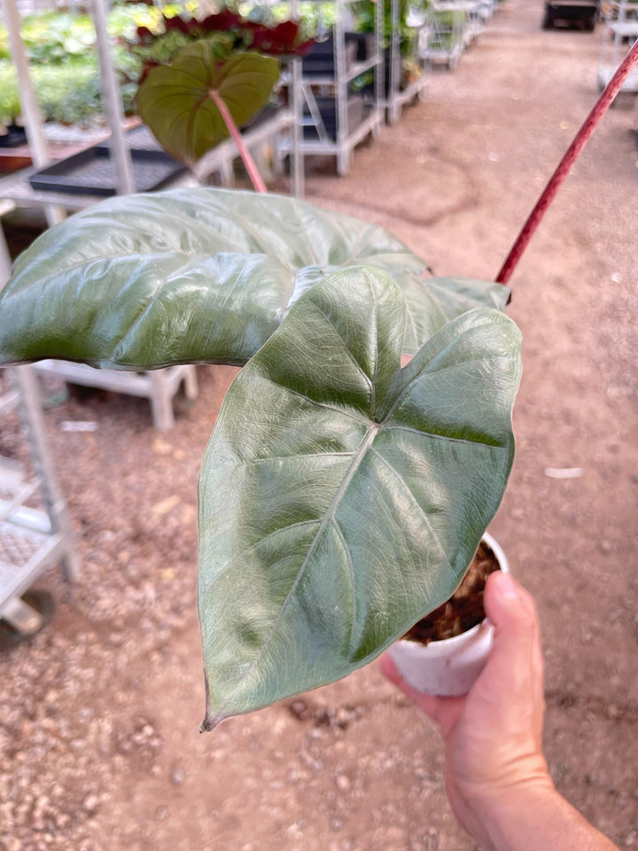 Alocasia Yucatan Princess - 4" Pot - Casey & Company