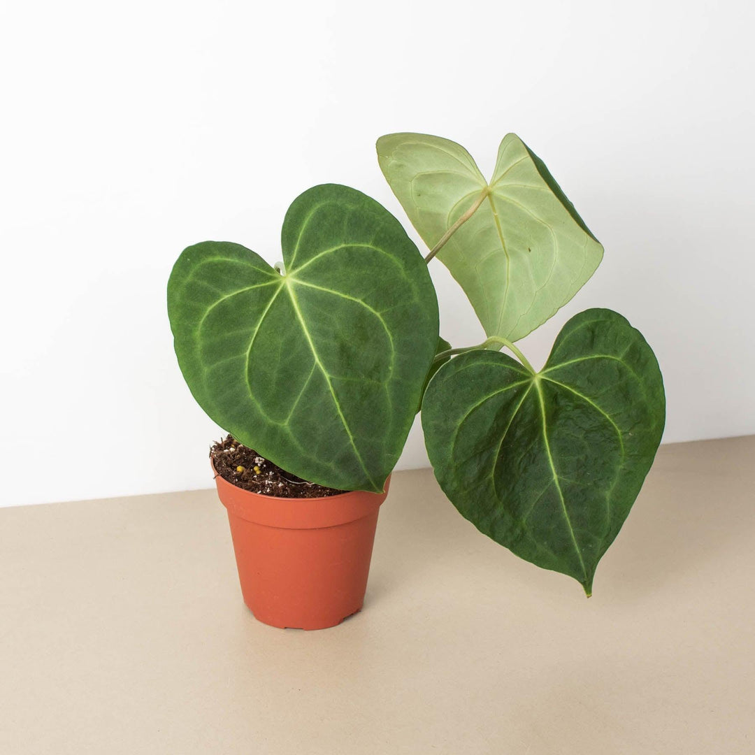 Anthurium 'Clarinervium' - Casey & Company