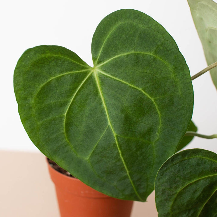 Anthurium 'Clarinervium' - Casey & Company