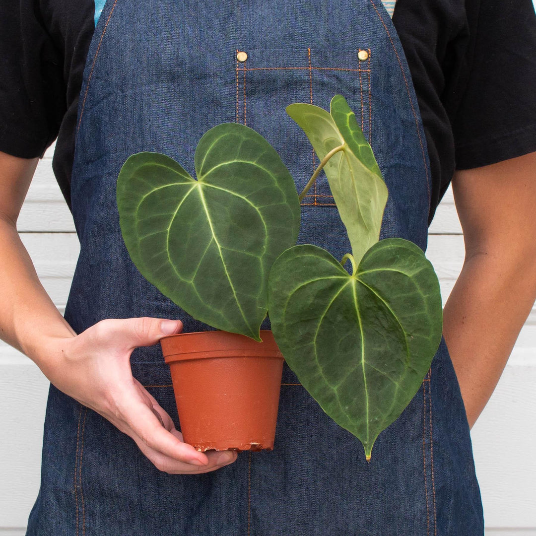 Anthurium 'Clarinervium' - Casey & Company