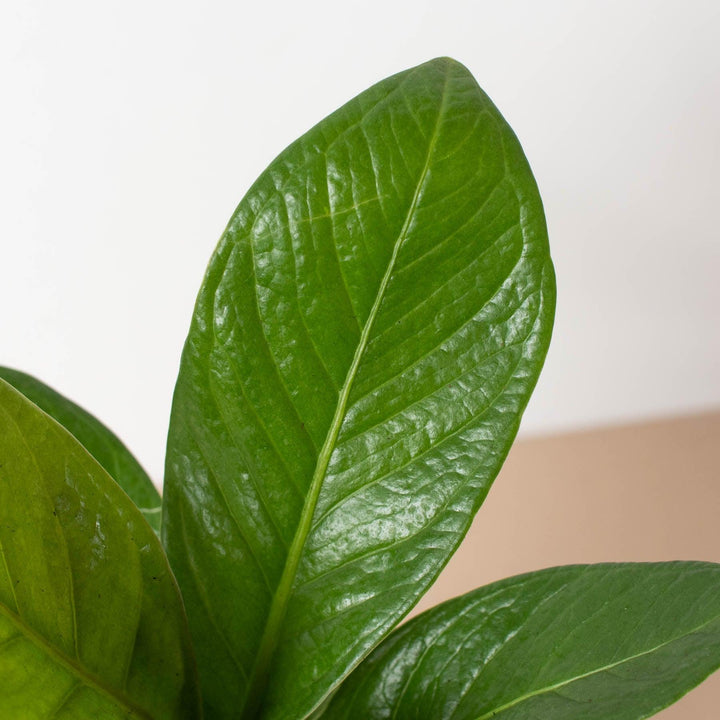 Anthurium 'Cobra' - Casey & Company