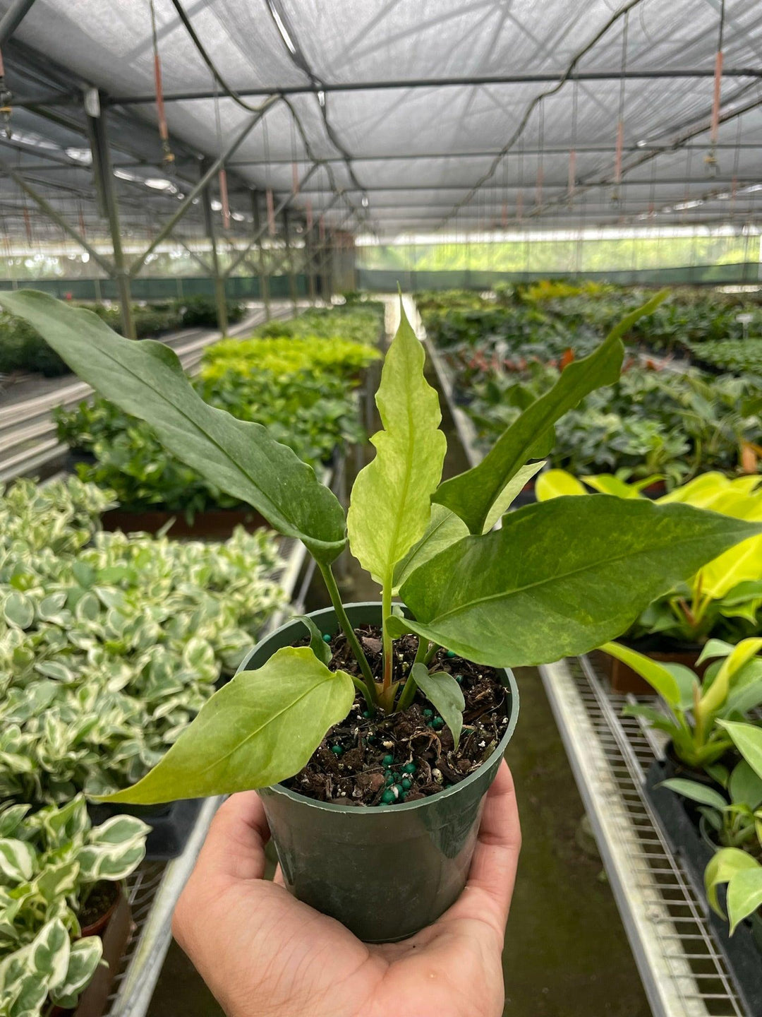 Anthurium Hookeri Variegated - Casey & Company