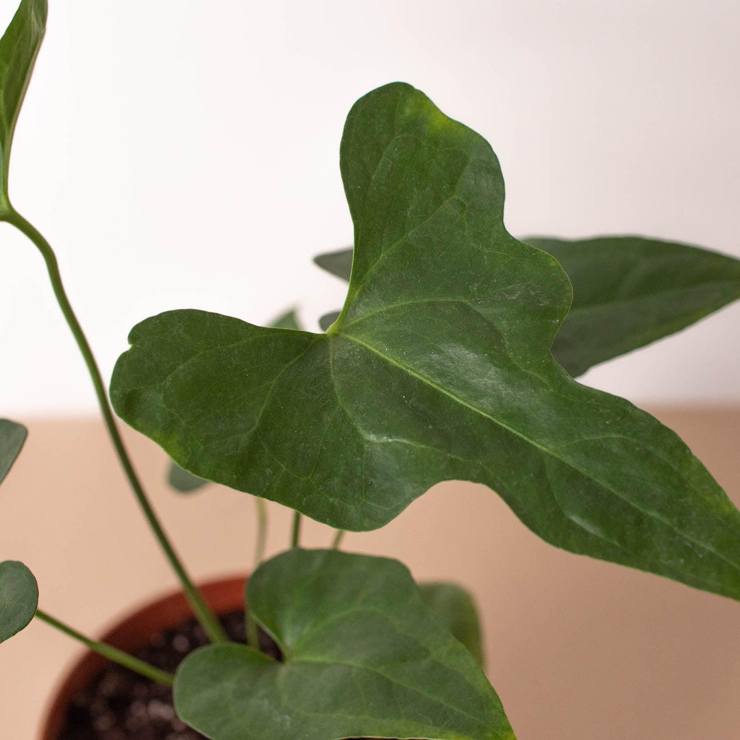 Anthurium 'Lacy Plant' - Casey & Company