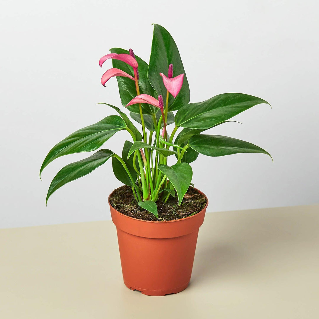 Anthurium 'Purple' - Casey & Company