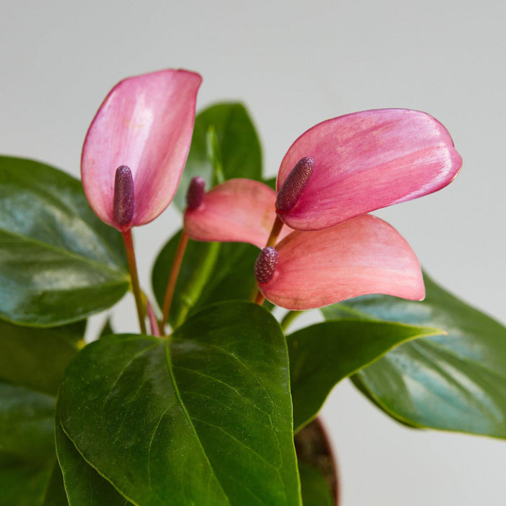 Anthurium 'Purple' - Casey & Company