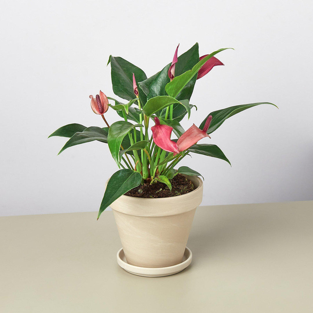 Anthurium 'Purple' - Casey & Company