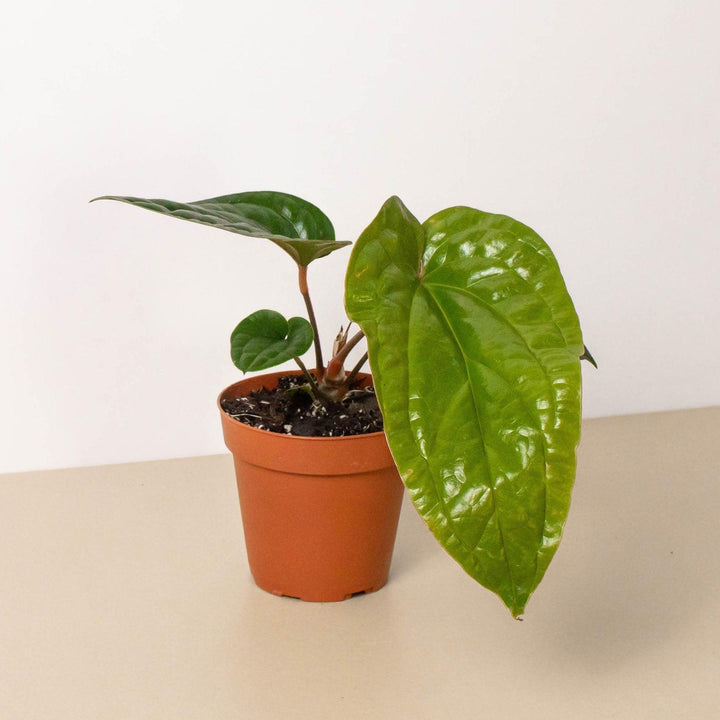 Anthurium 'Radicans x Luxurians' - Casey & Company