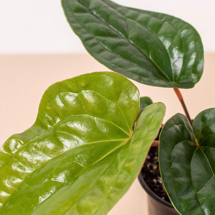 Anthurium 'Radicans x Luxurians' - Casey & Company