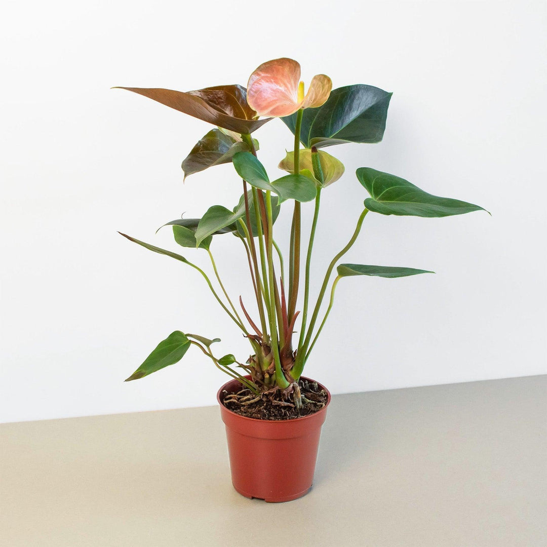 Anthurium Rainbow Champion - 4" Pot - Casey & Company