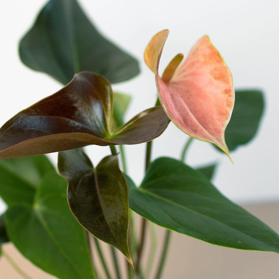 Anthurium Rainbow Champion - 4" Pot - Casey & Company