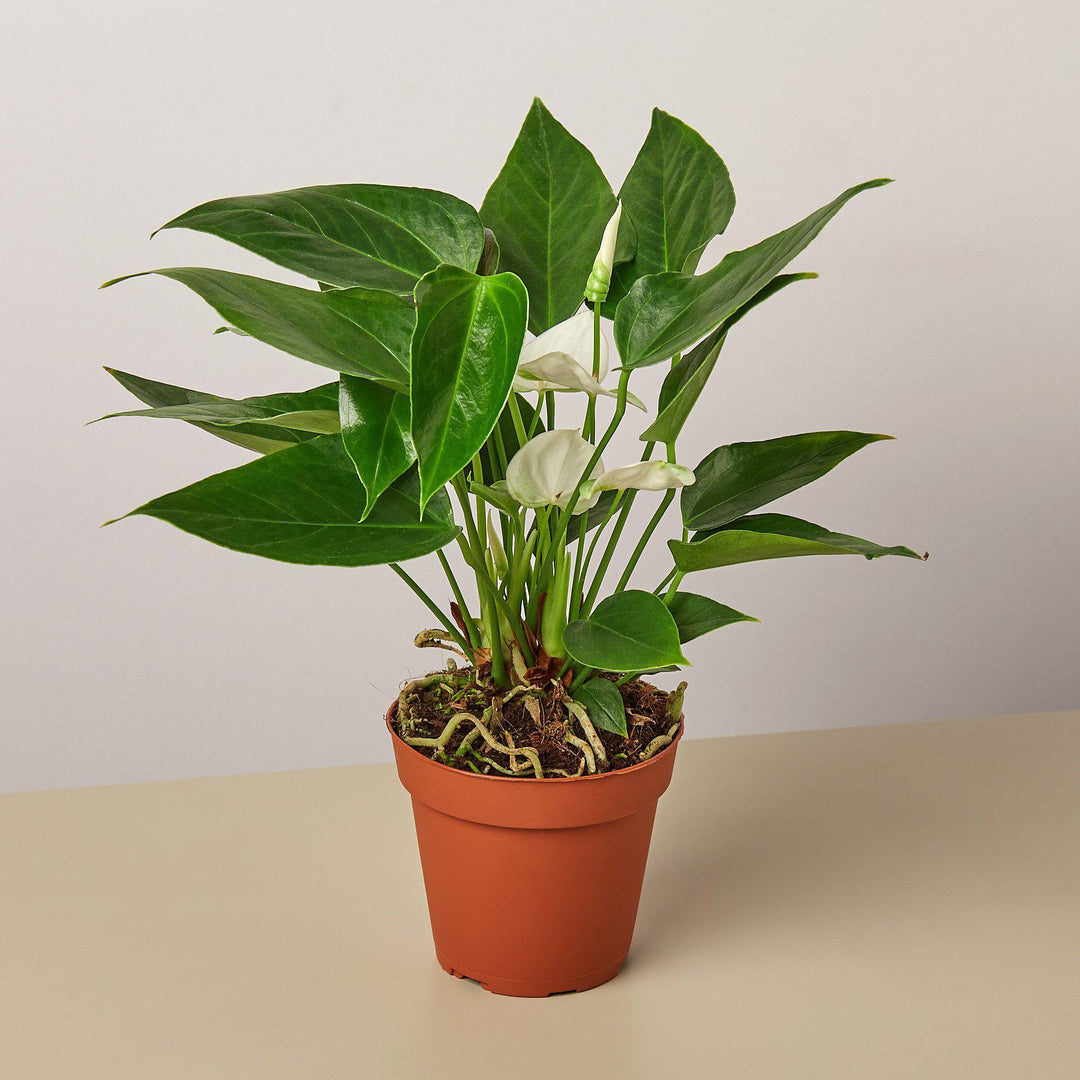 Anthurium 'White' - Casey & Company