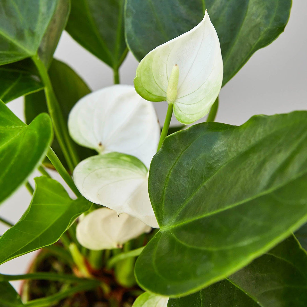 Anthurium 'White' - Casey & Company