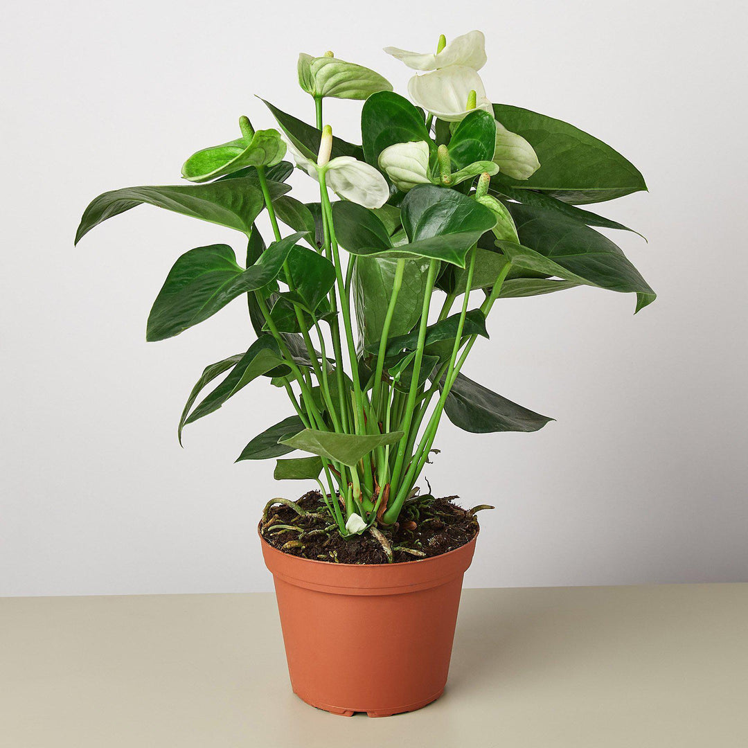 Anthurium 'White' - Casey & Company