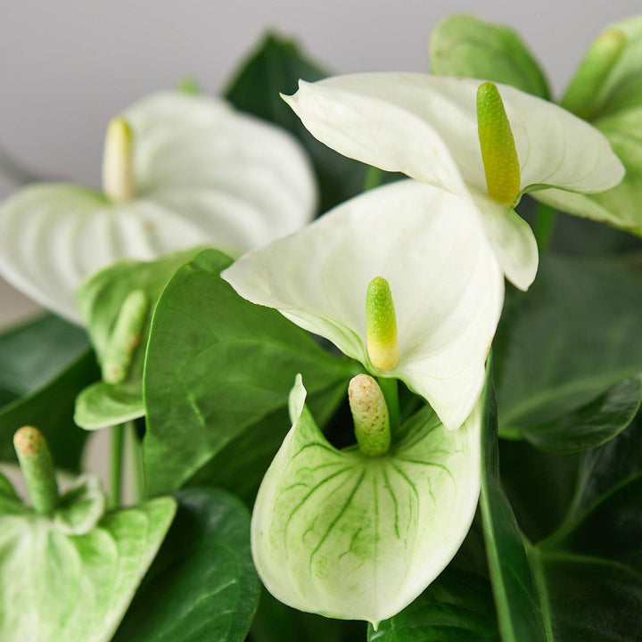 Anthurium 'White' - Casey & Company