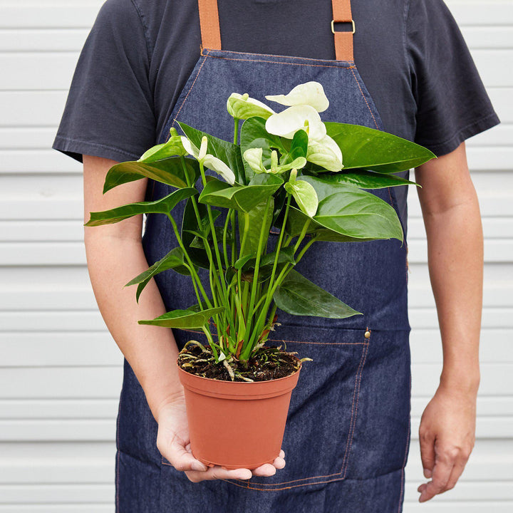 Anthurium 'White' - Casey & Company