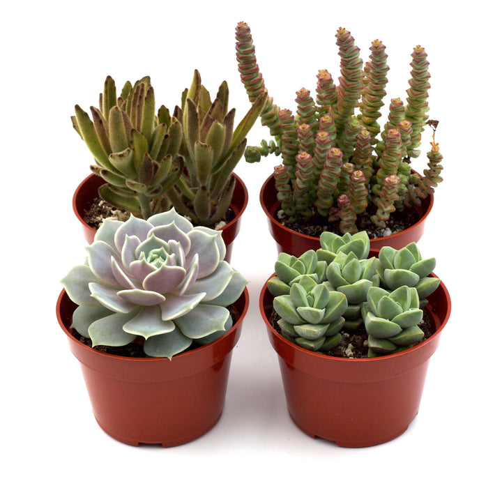 Assorted Succulent Variety - Casey & Company