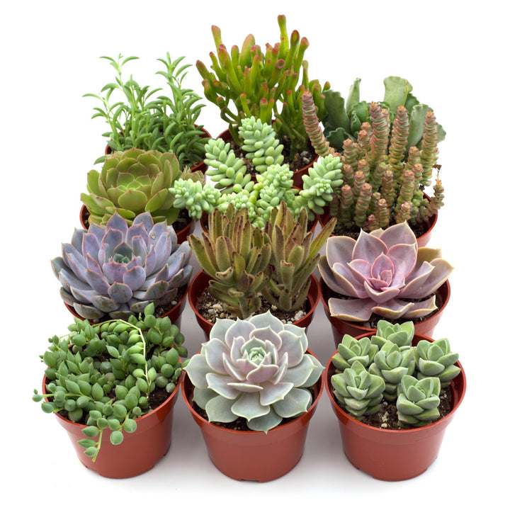 Assorted Succulent Variety - Casey & Company